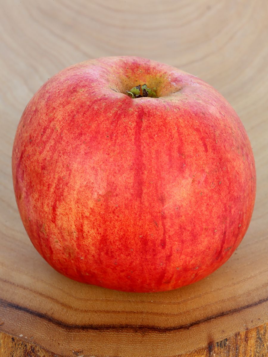 Gravensteiner (Rellstab) Apfel