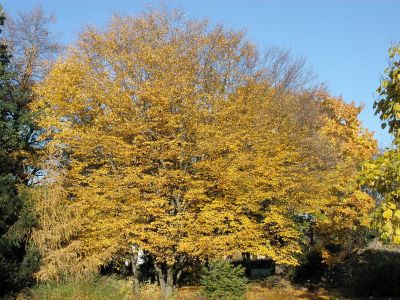 Hainbuche Hainbuche