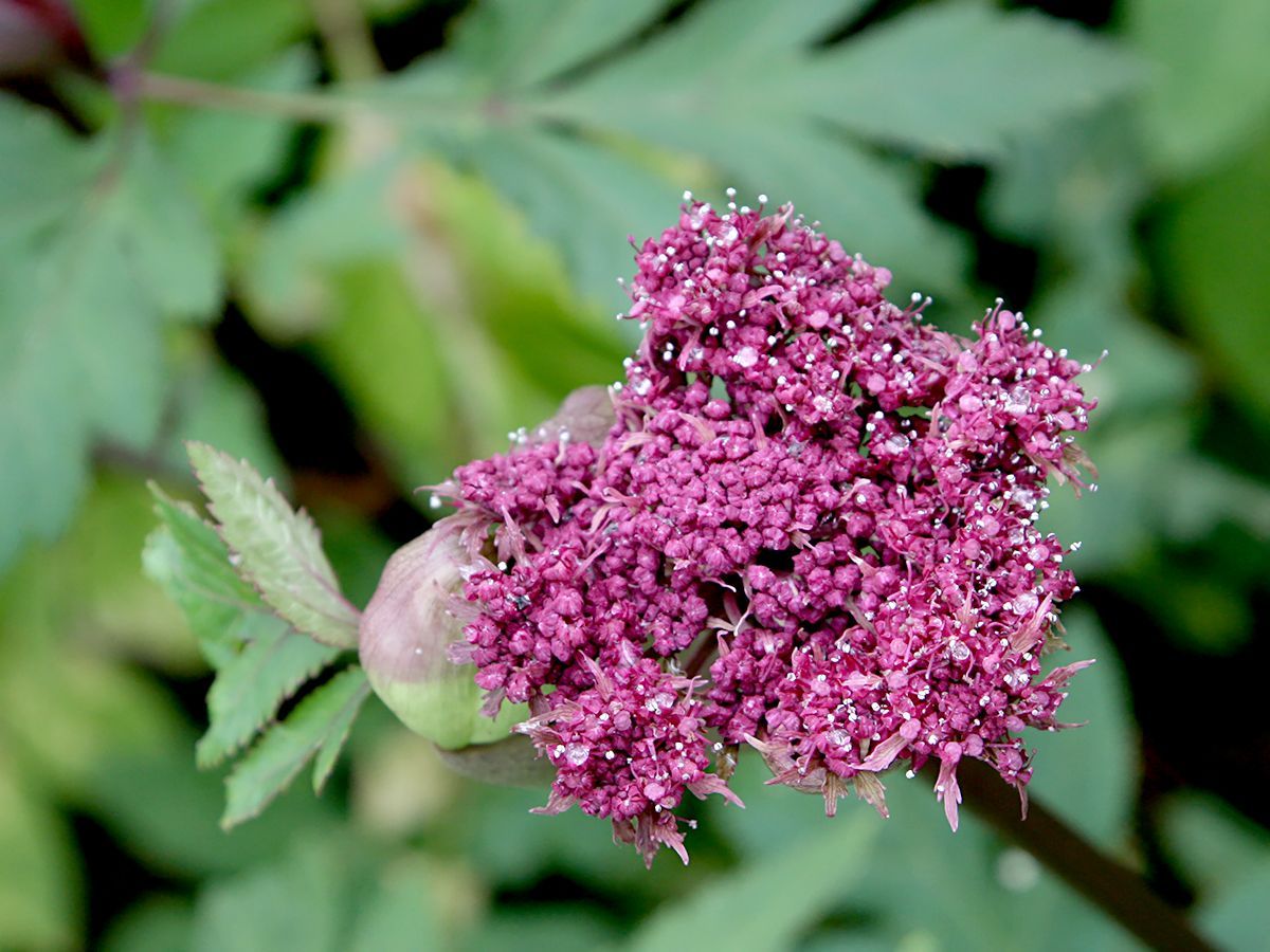 Engelwurz Pflanzen 2er-Set - Purpurrote Blüten Für Bienen