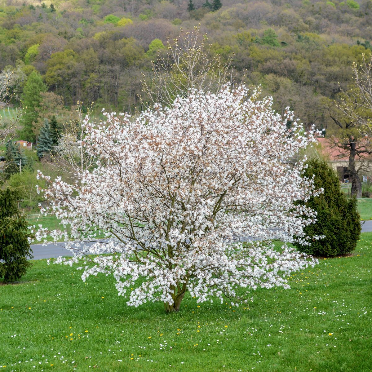 Kahle Felsenbirne Amelanchier Laevis
