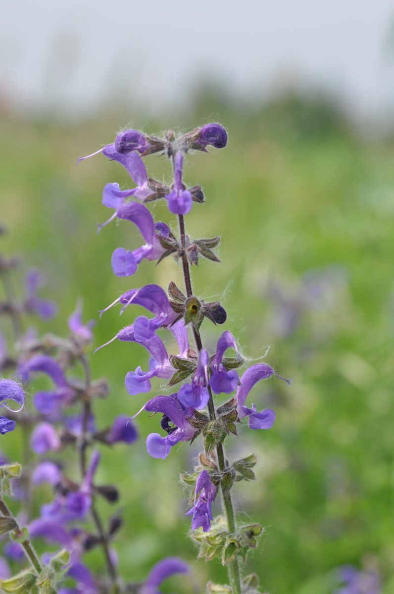 Blumixx Wiesensalbei (Salvia Pratensis) – Violettblau, Winterhart, Bienenfreundlich – Staude Im 9-cm-Topf
