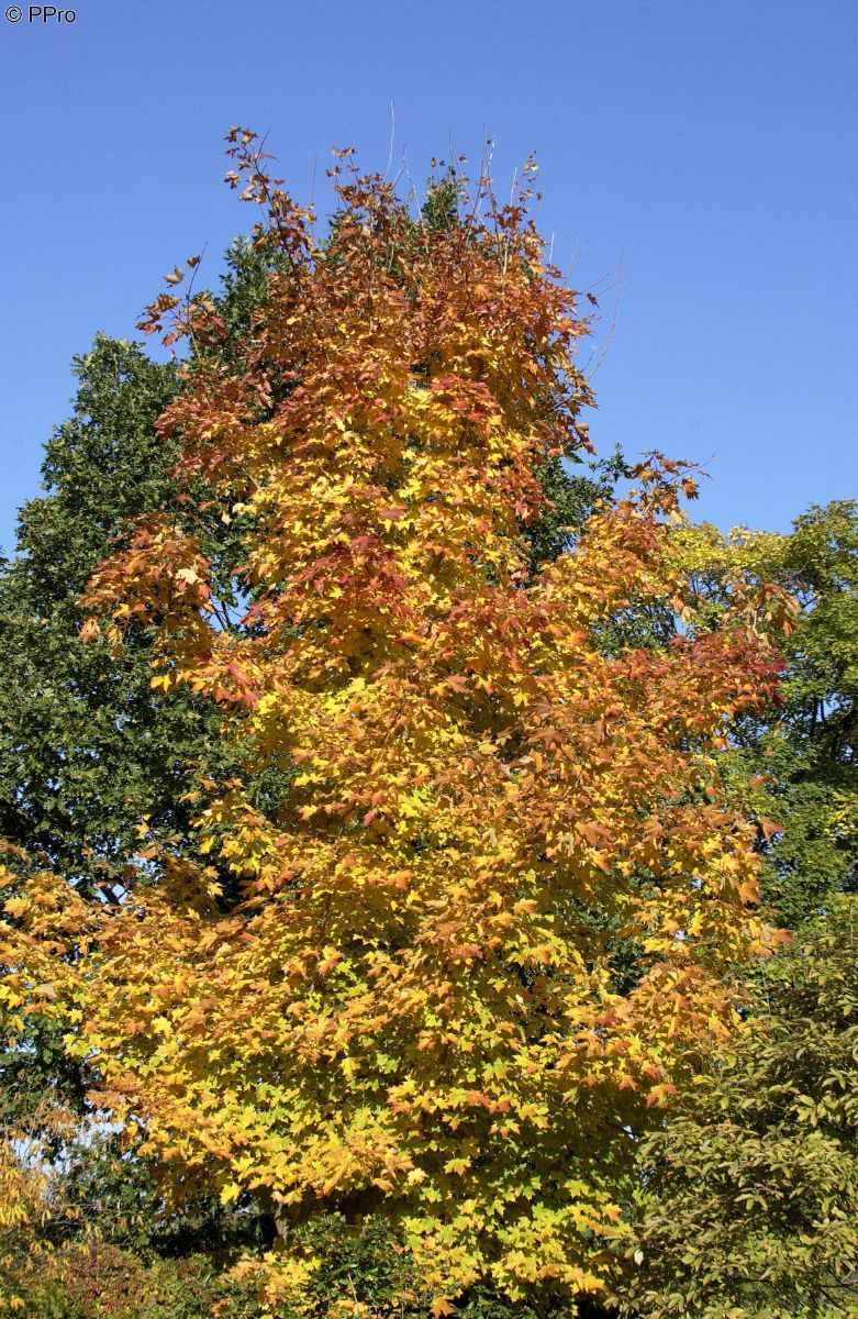Zuckerahorn, Acer saccharum | Hauenstein AG