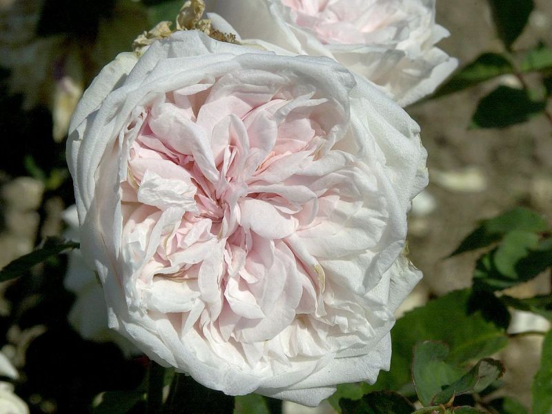 Souvenir de la Malmaison Historische Rose («Bourbonrose», starker Duft) TH