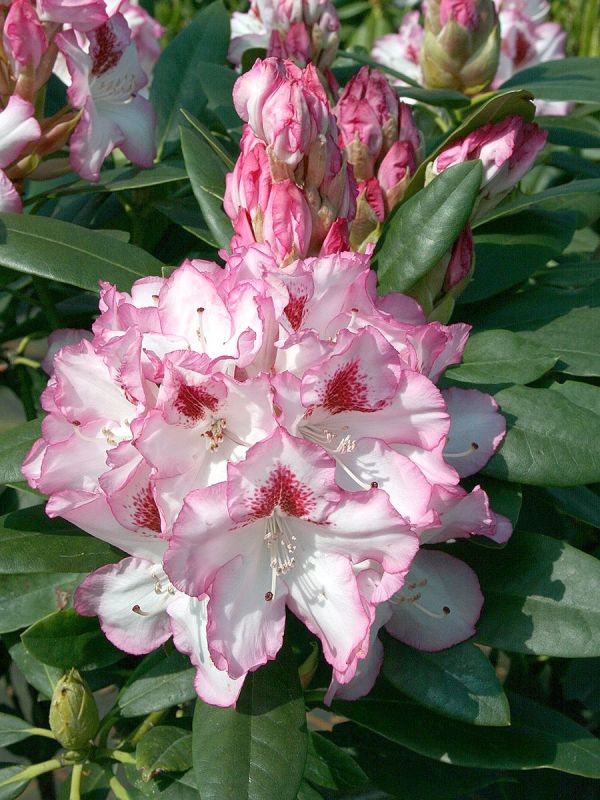 Rhododendron Hachmann’s Charmant