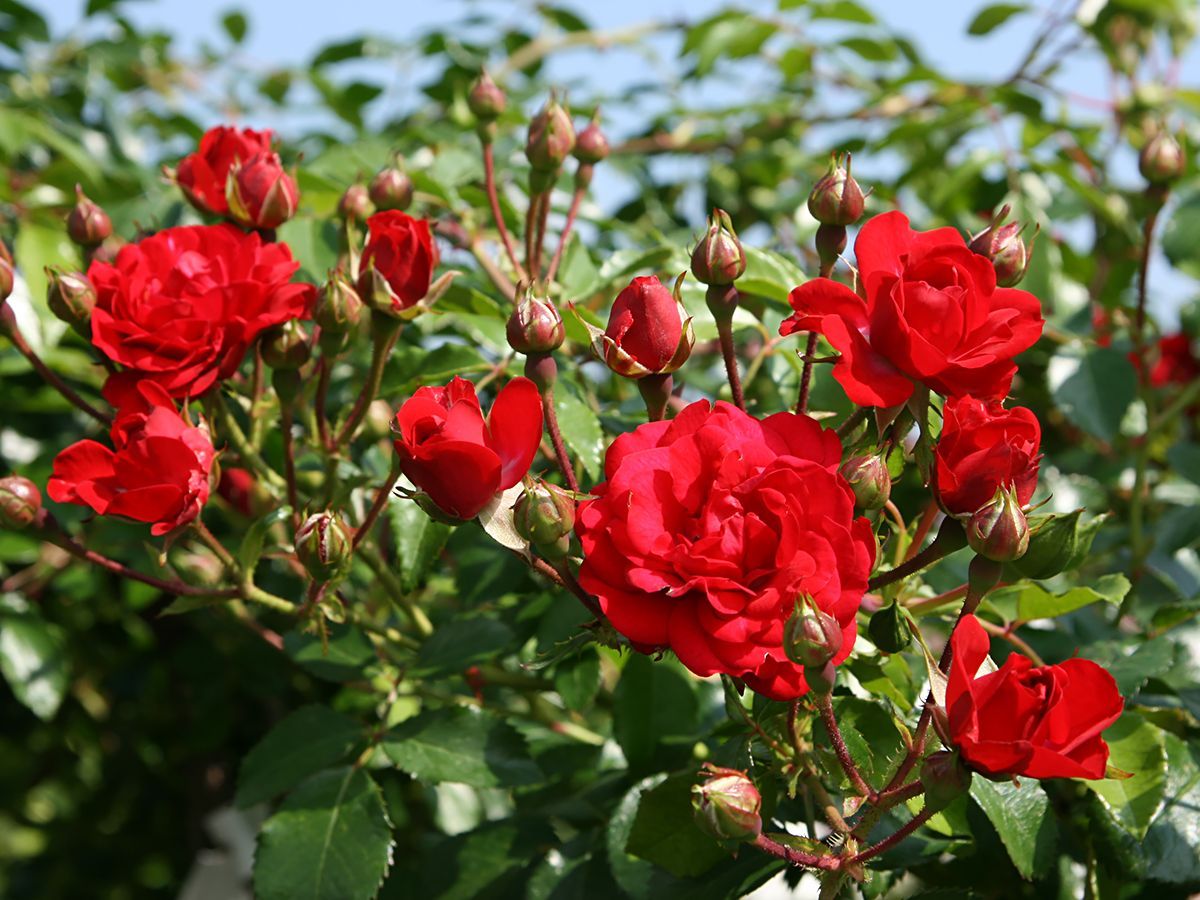 Bernensis® Boden- und flächendeckende Rose (anspruchslos)