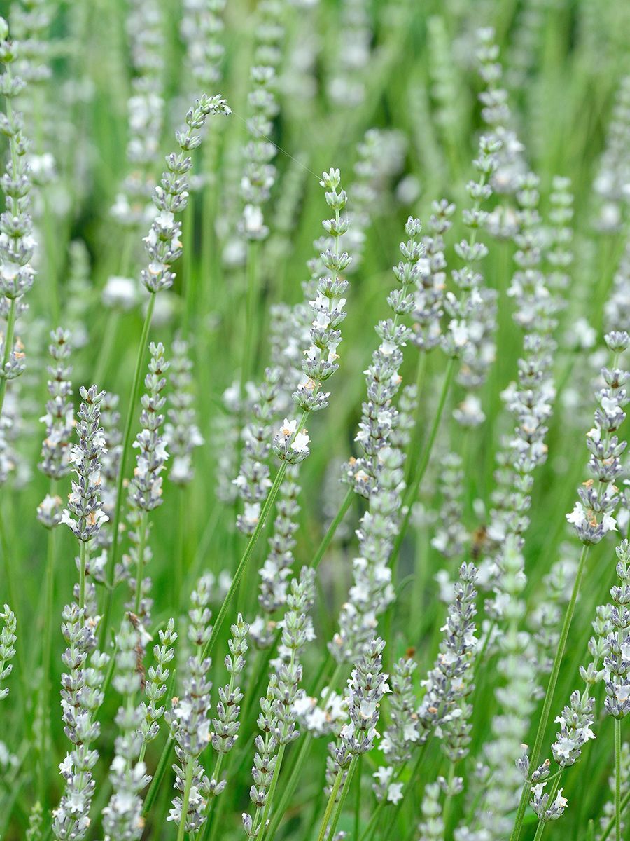 Lavendel Edelweiss