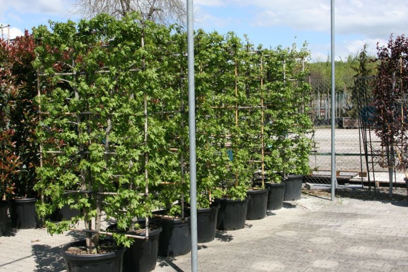 Amberbaum Spalierform, Liquidambar styraciflua Spalierform Hauenstein AG