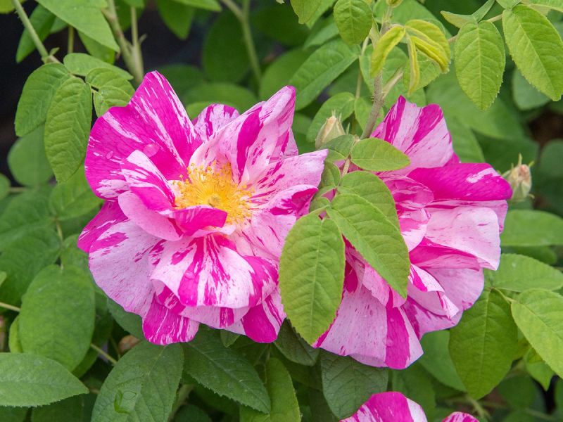 Rosa gallica Versicolor Strauchrose/Historische Rose (anspruchslos, leichter Duft)