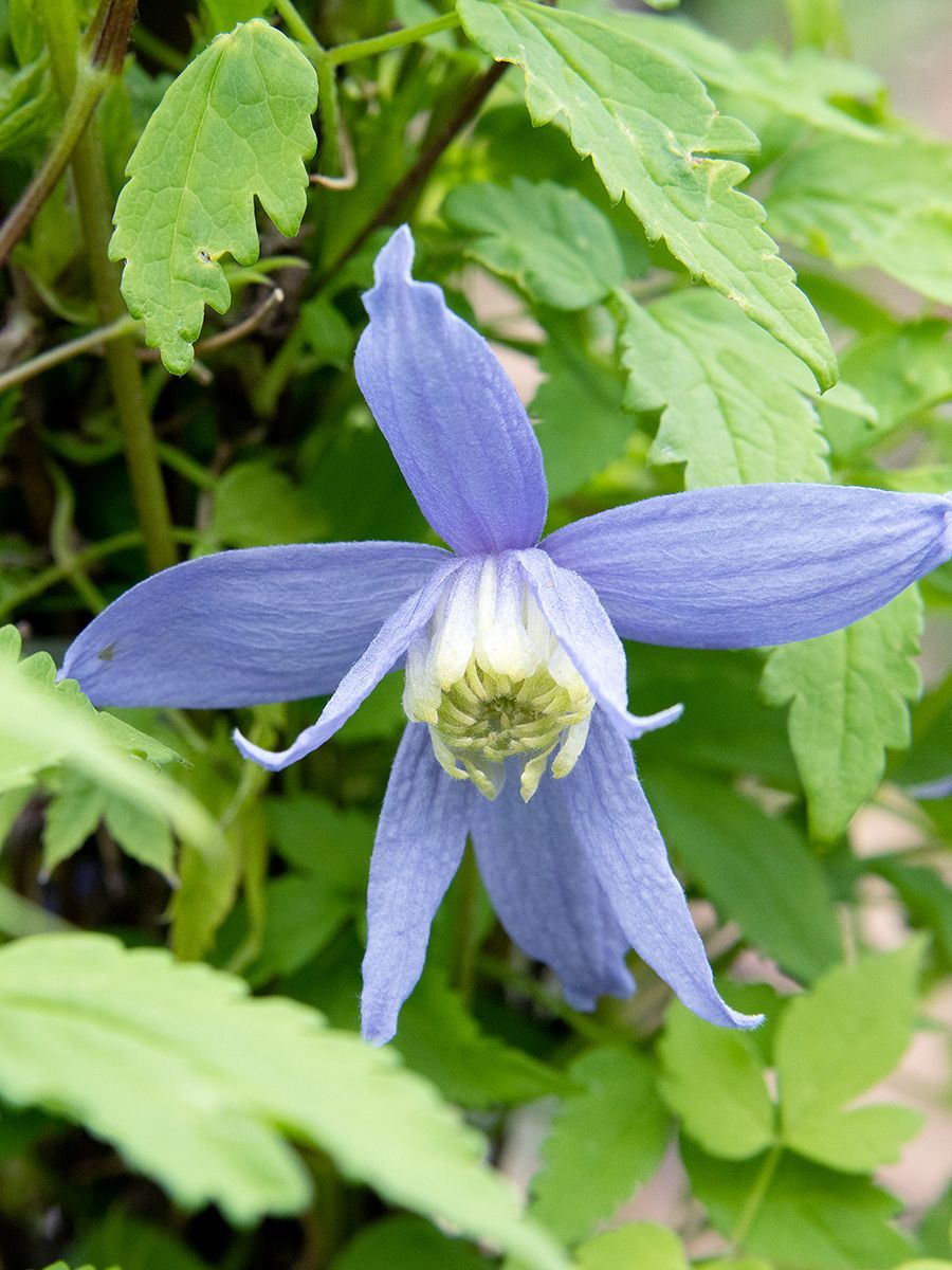 Clematis alpina sales