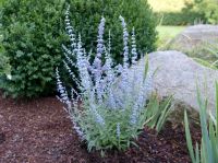 Silberstrauch Lacey Blue® (Lisslitt)