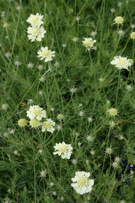 Skabiose Moon Dance, Scabiosa ochroleuca Moon Dance | Hauenstein AG