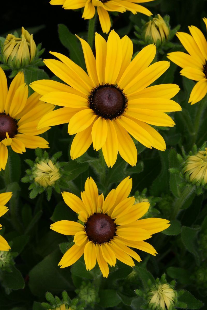 Rauer Sonnenhut Lemon Smiley _ Rauer Sonnenhut (Rudbeckia hirta) – DLYG