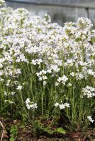 Wiesenschaumkraut, Pfingstblume, Kälberkes Wiesenschaumkraut, Pfingstblume, Kälberkes