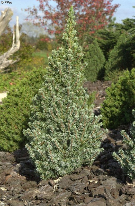 Nadelgehölze online kaufen und bestellen | Hauenstein AG